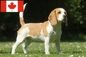 Mehr über den Artikel erfahren Beagle Züchter und Welpen in Kanada