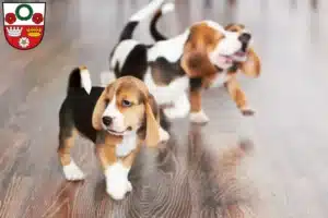 Mehr über den Artikel erfahren Beagle Züchter und Welpen in Kronach