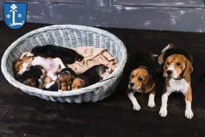 Mehr über den Artikel erfahren Beagle Züchter und Welpen in Leer (Ostfriesland)