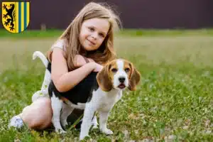 Mehr über den Artikel erfahren Beagle Züchter und Welpen in Leipzig