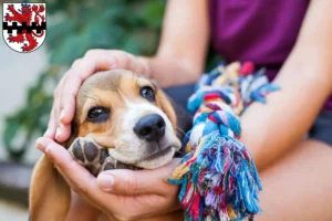 Mehr über den Artikel erfahren Beagle Züchter und Welpen in Leverkusen