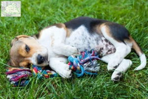 Mehr über den Artikel erfahren Beagle Züchter und Welpen aus dem Münsterland