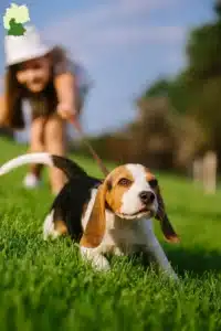 Mehr über den Artikel erfahren Beagle Züchter und Welpen in Süddeutschland