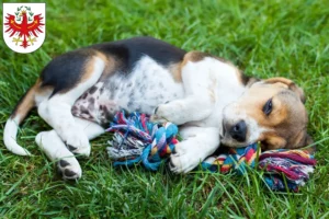 Mehr über den Artikel erfahren Beagle Züchter und Welpen in Tirol