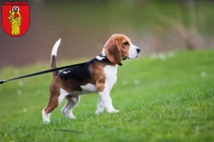 Mehr über den Artikel erfahren Beagle Züchter und Welpen in Trier