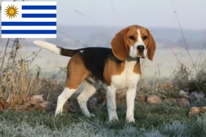 Mehr über den Artikel erfahren Beagle Züchter und Welpen in Uruguay