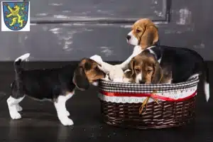 Mehr über den Artikel erfahren Beagle Züchter und Welpen in Winsen (Luhe)