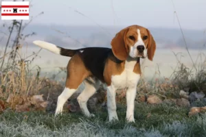 Mehr über den Artikel erfahren Beagle Züchter und Welpen in Drenthe