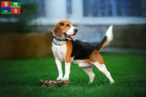 Mehr über den Artikel erfahren Beagle Züchter und Welpen in Ústí