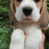 Beagle Welpen abzugeben