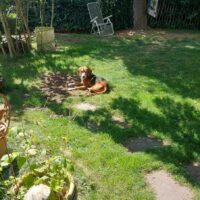 blinder Beagle-Mix (?) mit super sanftem Wesen sucht sein Zuhause - Traumhund