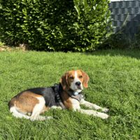 Beagle männlich- 9 Monate alt, sehr fit und liebt