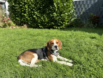 Beagle männlich- 9 Monate alt, sehr fit und liebt