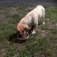 Beagle-Mix-Hündin Jura sucht ihr Glück